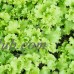 Lettuce Garden Seeds - Black Seeded Simpson - 5 Lbs - Non-GMO, Heirloom Vegetable Gardening & Microgreen Leaf Seeds   565498611